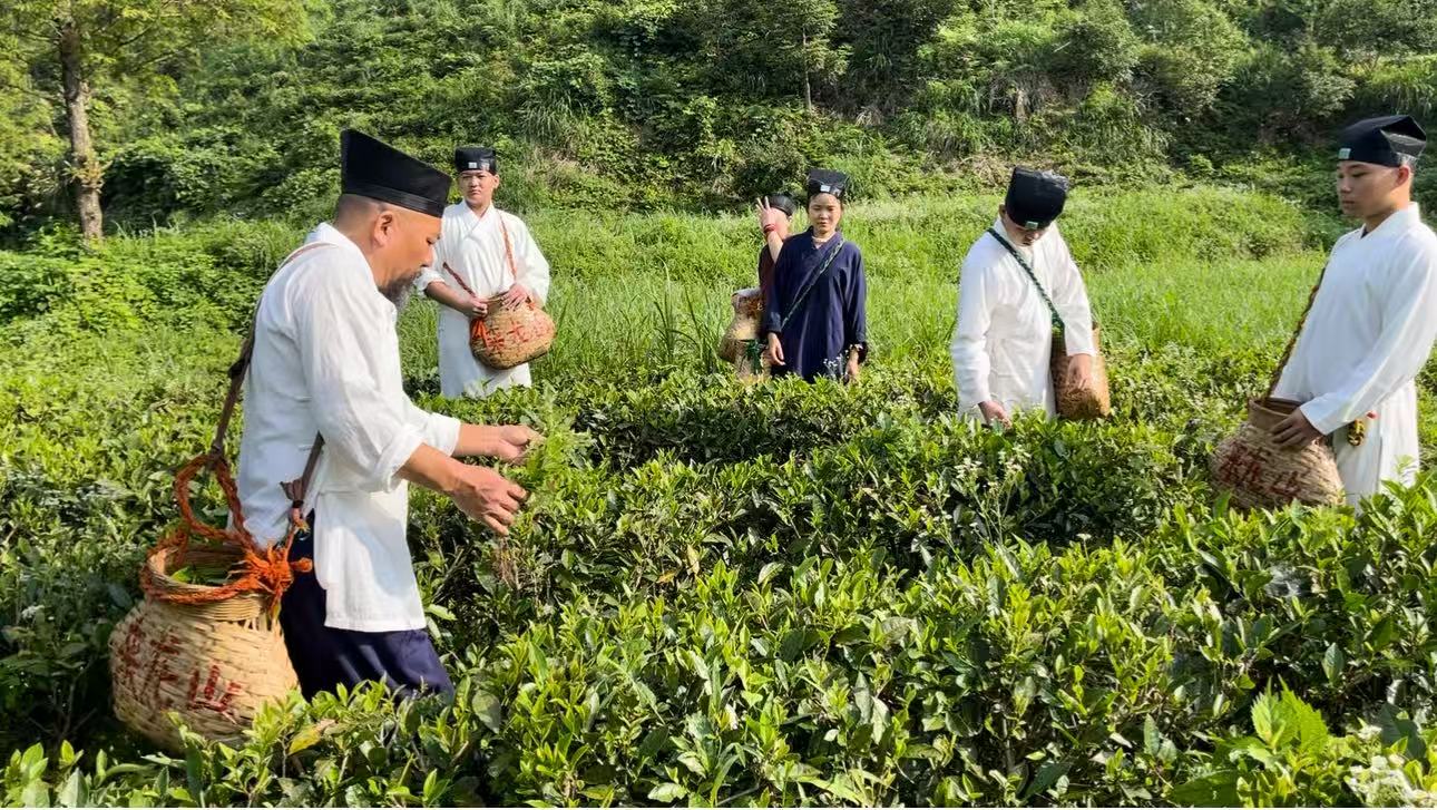 非遗传承人带徒在来龙山高山茶园采摘黄山条茶鲜叶